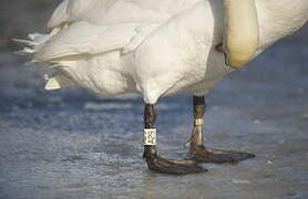 Mute Swan