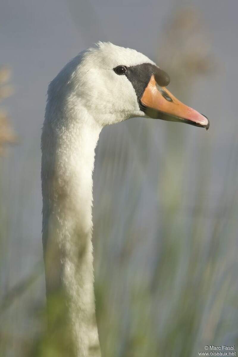 Cygne tuberculé mâle adulte internuptial - mafa166405