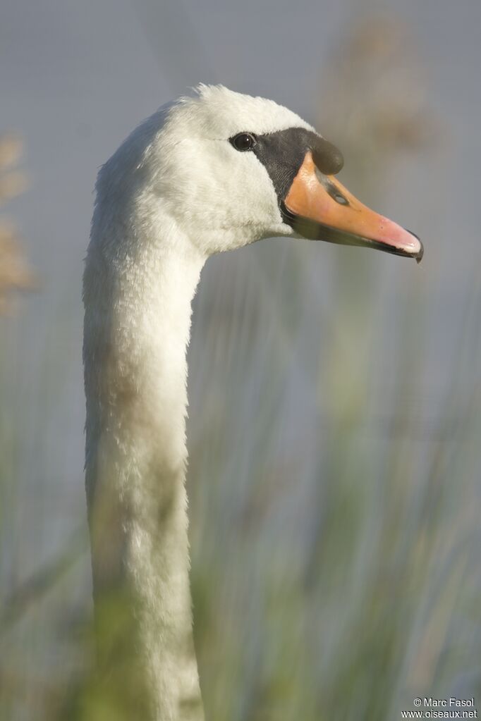 Cygne tuberculé mâle adulte internuptial, identification