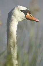 Cygne tuberculé