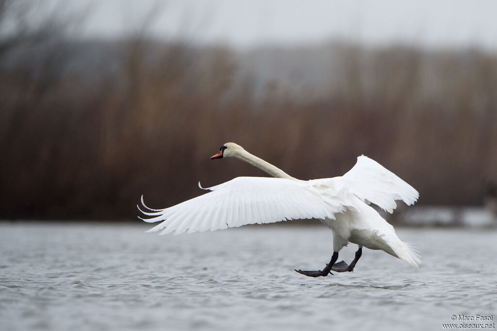 Mute Swanadult, Flight