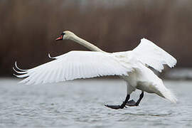 Mute Swan