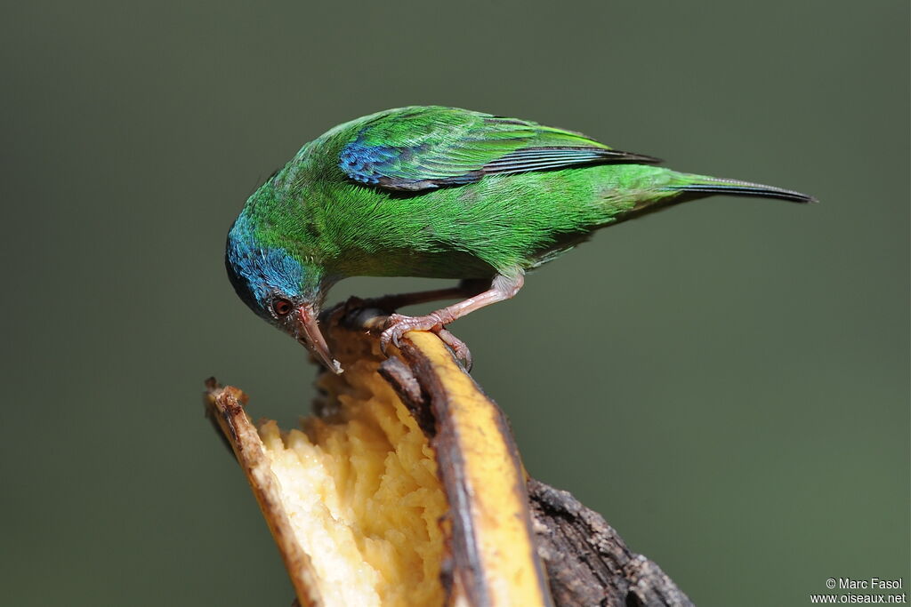 Dacnis bleu femelle adulte, identification