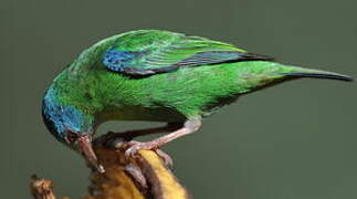 Blue Dacnis