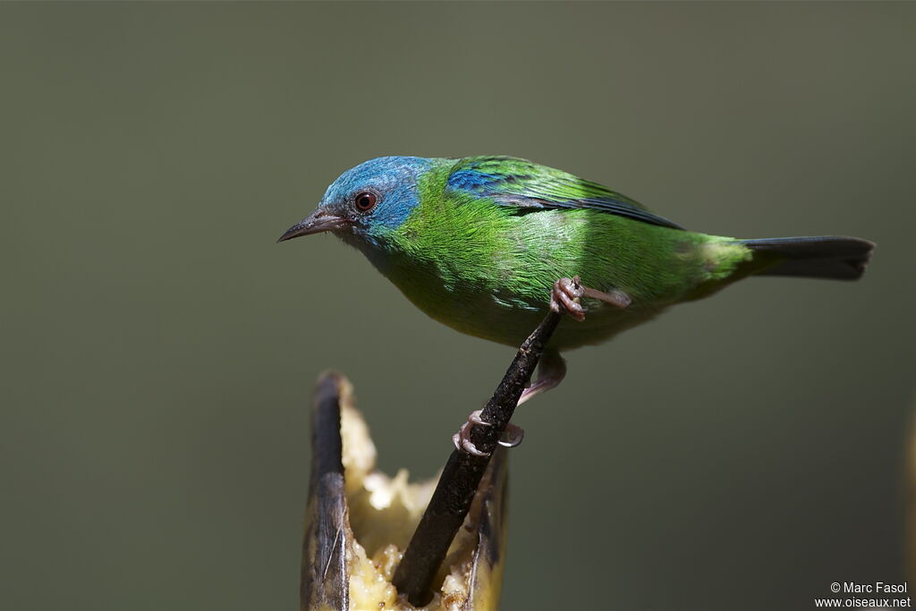 Dacnis bleu femelle, identification