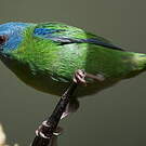 Dacnis bleu