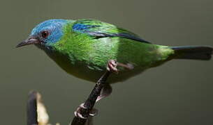 Blue Dacnis