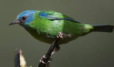 Dacnis bleu