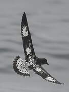 Cape Petrel