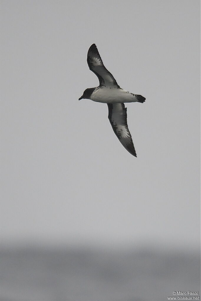 Cape Petreladult, Flight