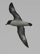 Cape Petrel