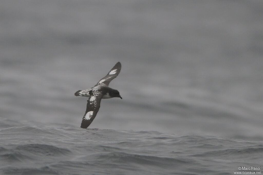 Cape Petreladult, Flight