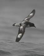 Cape Petrel