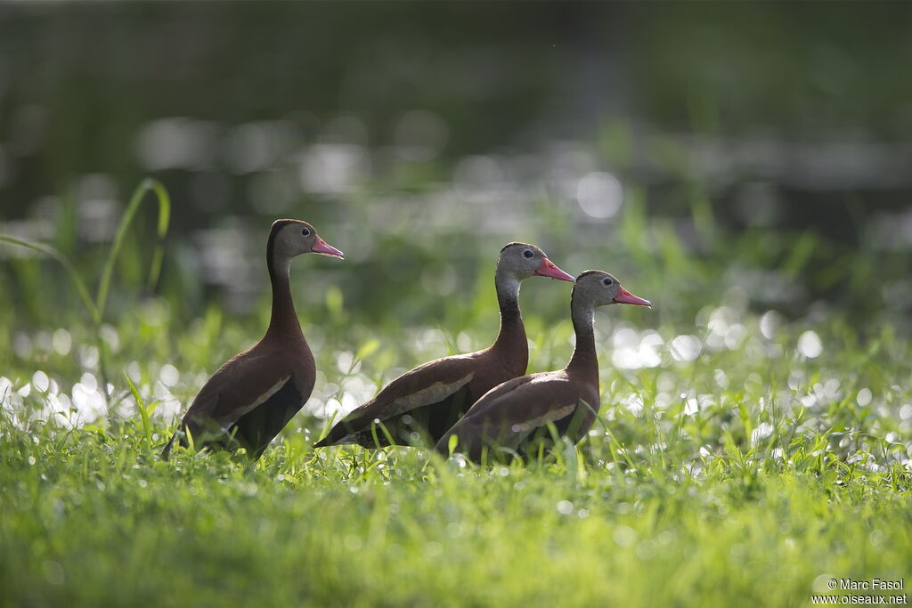 Black-bellied Whistling Duckadult, identification