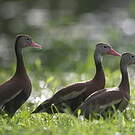 Dendrocygne à ventre noir