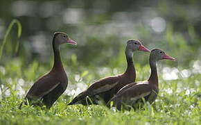 Black-bellied Whistling Duck