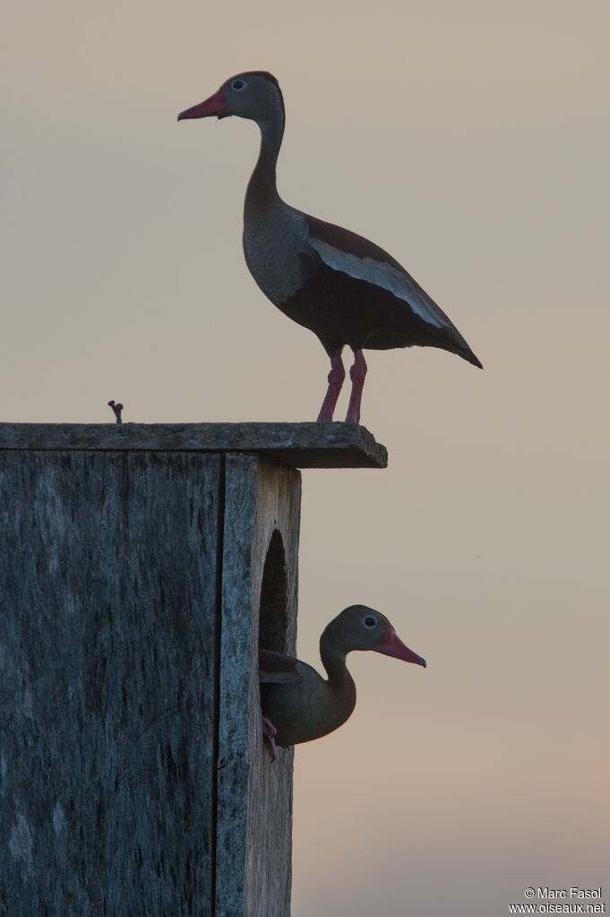 Dendrocygne à ventre noiradulte, Nidification