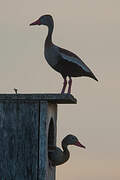 Dendrocygne à ventre noir