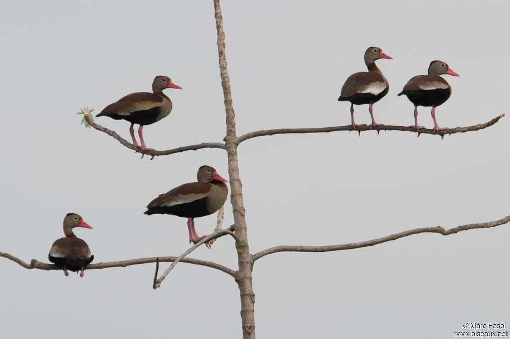 Dendrocygne à ventre noiradulte