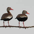 Dendrocygne à ventre noir