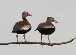 Dendrocygne à ventre noir