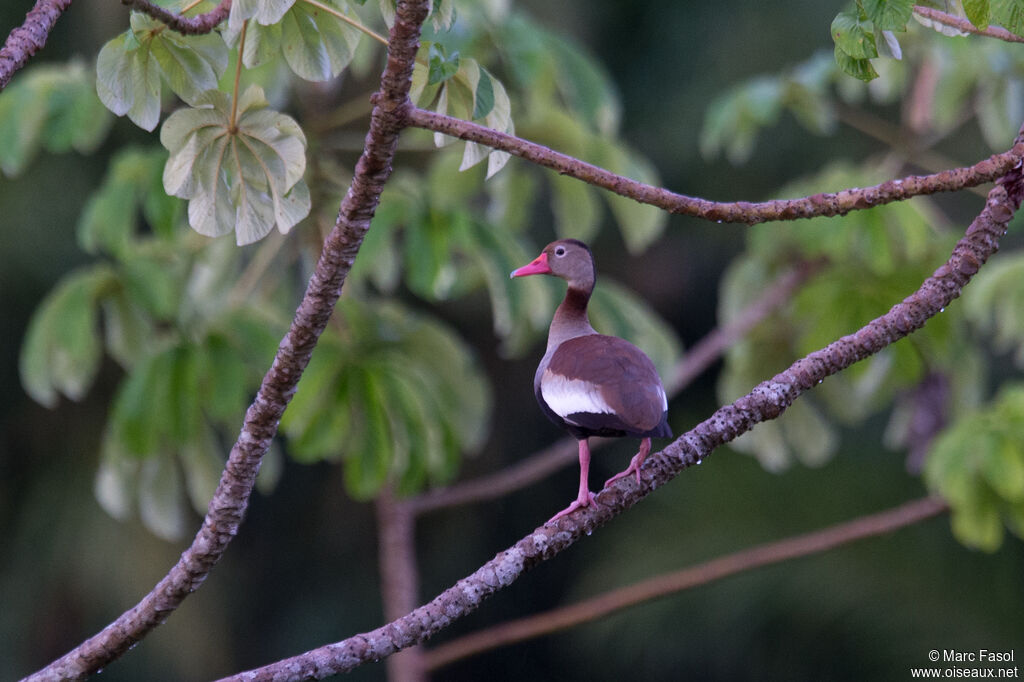 Dendrocygne à ventre noiradulte