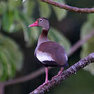 Dendrocygne à ventre noir