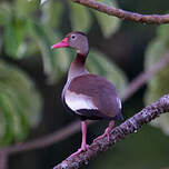 Dendrocygne à ventre noir