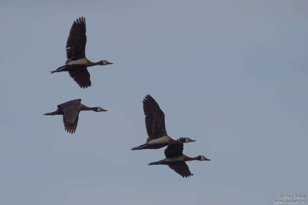 White-faced Whistling Duck, Flight