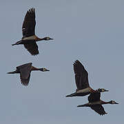 White-faced Whistling Duck