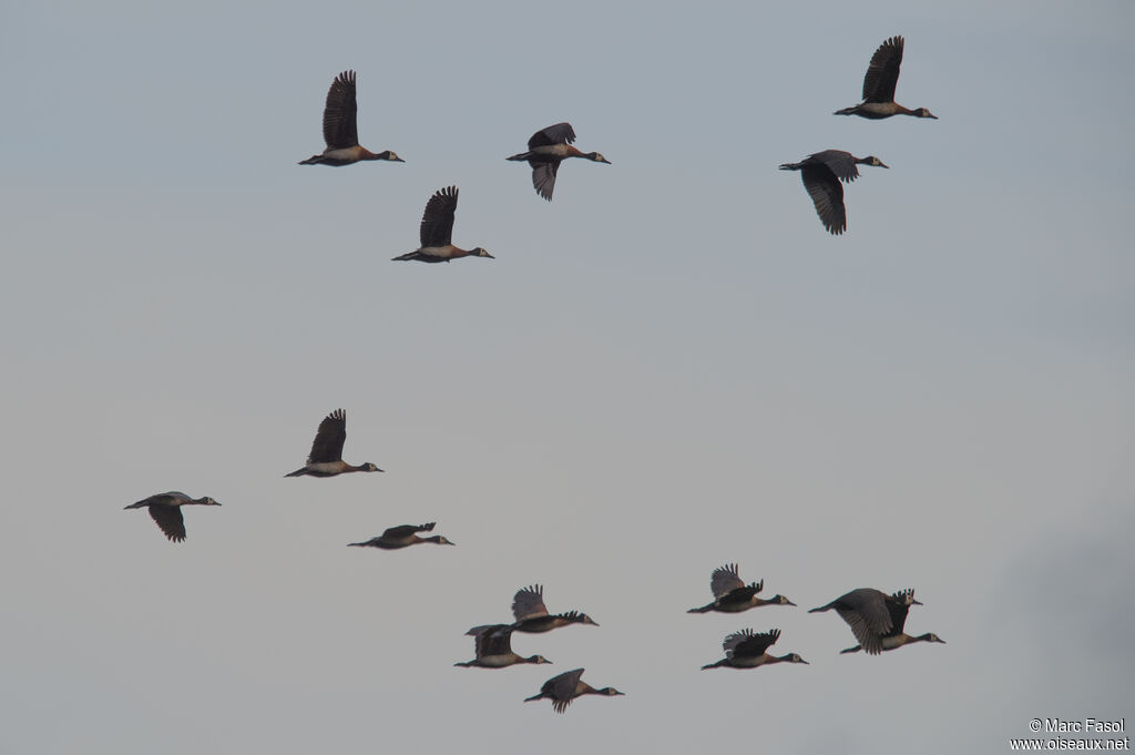 White-faced Whistling Duck, Flight