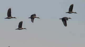 White-faced Whistling Duck