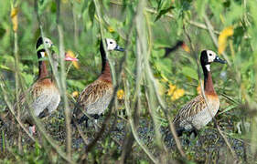 White-faced Whistling Duck