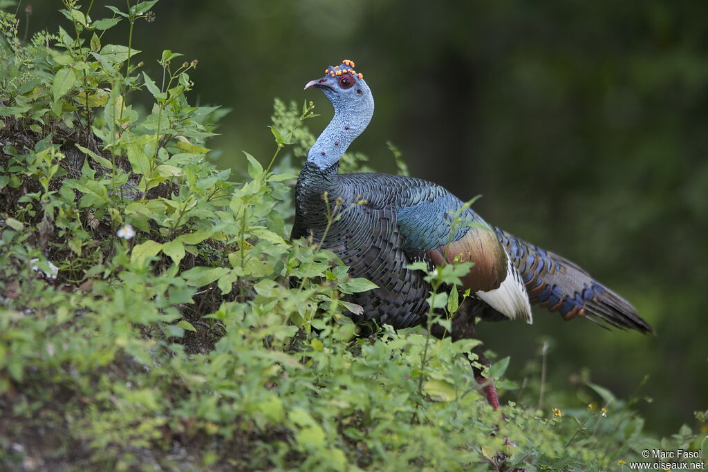 Ocellated Turkeyadult breeding, identification