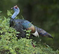 Ocellated Turkey