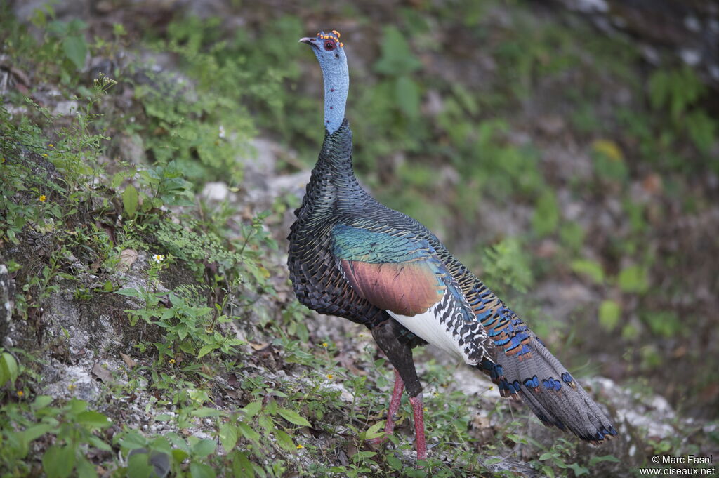 Ocellated Turkey