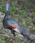 Ocellated Turkey