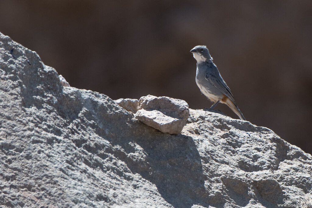 Diuca Finch male adult, identification