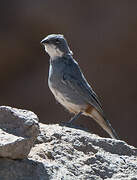 Common Diuca Finch