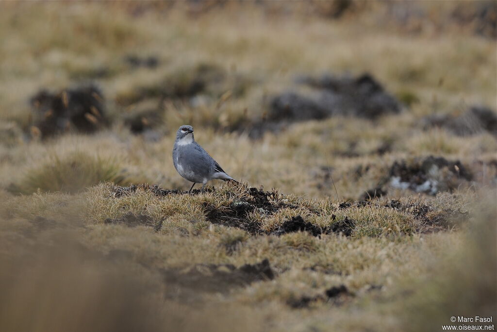 Diuca leucoptèreadulte, identification