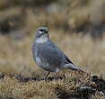 Diuca leucoptère