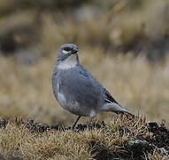 Diuca leucoptère