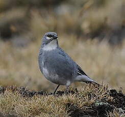 Diuca leucoptère