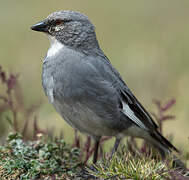 Glacier Finch