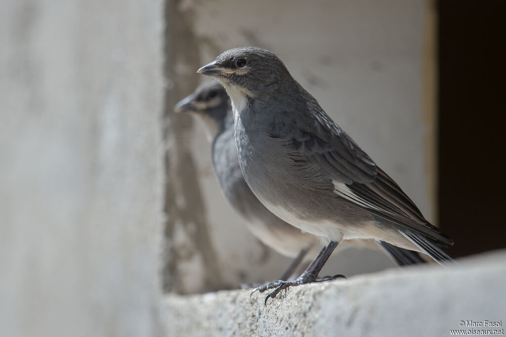 White-winged Diuca Finch female juvenile, identification