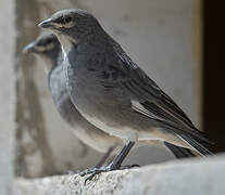 Glacier Finch