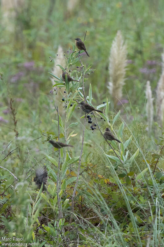 Long-tailed Reed Finch, habitat, pigmentation