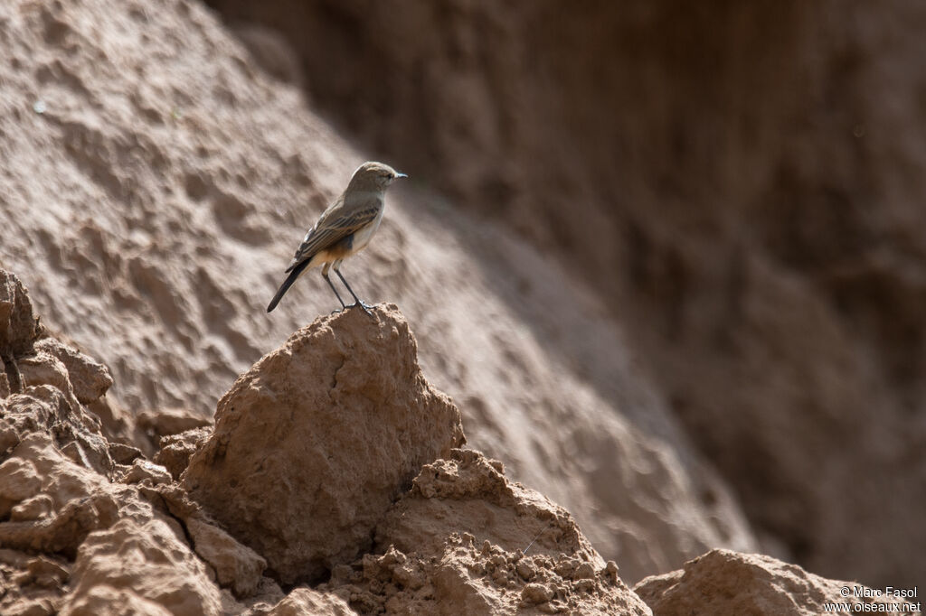 Spot-billed Ground Tyrantadult, identification, fishing/hunting