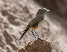 Spot-billed Ground Tyrant