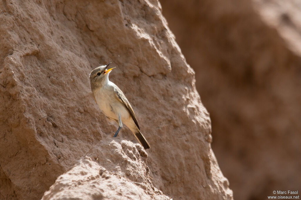 Spot-billed Ground Tyrantadult, identification, fishing/hunting